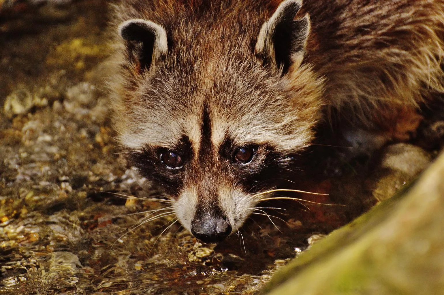 An adult raccoon drinking from a shallow creek, looking up at the camera