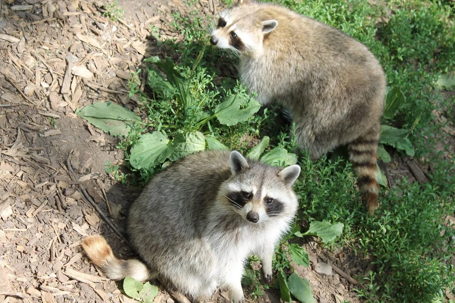 Two juvenile raccoons sitting together on a patch of grass and bark chips