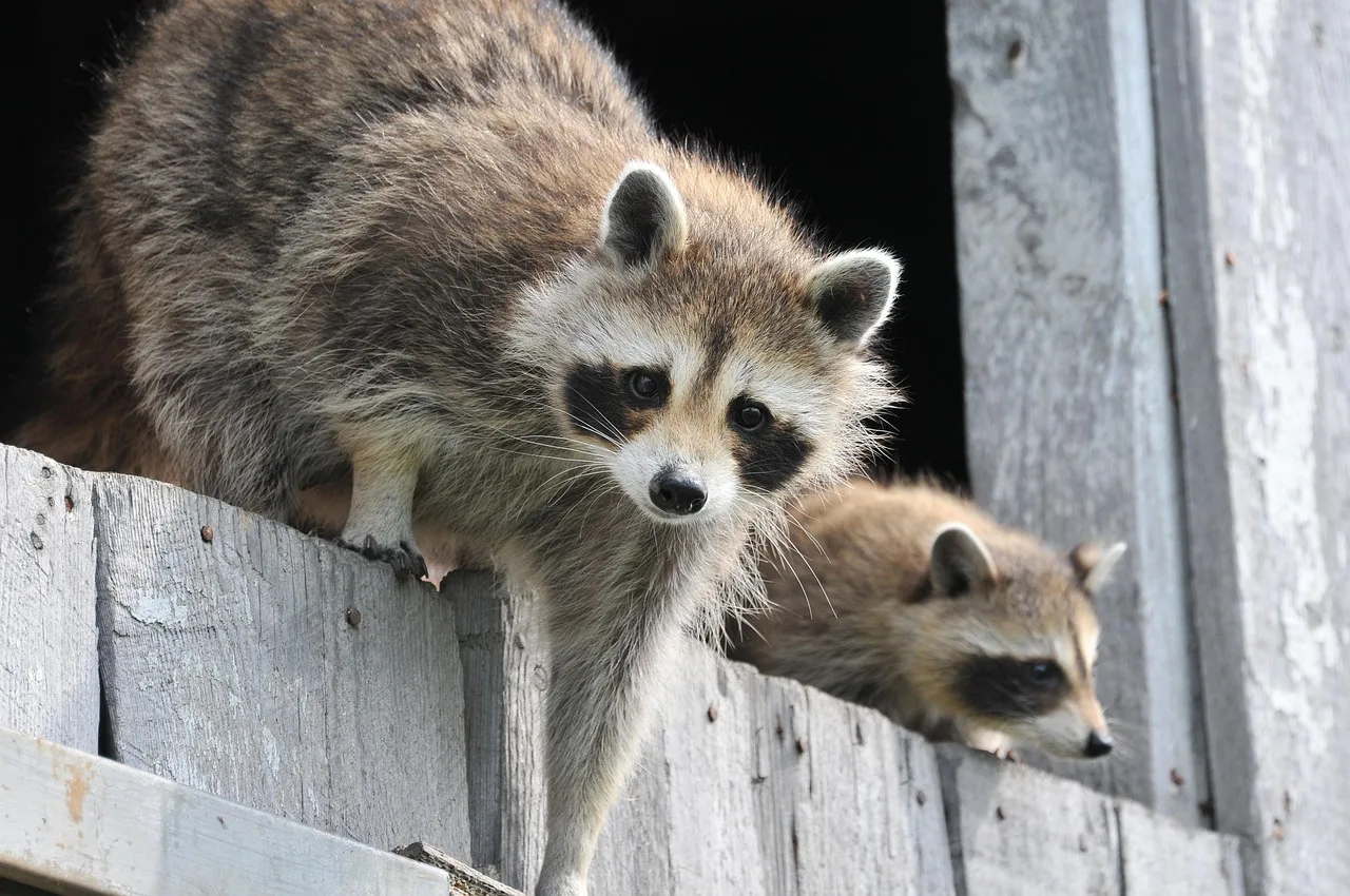 A young raccoon standing in grass, looking at the camera