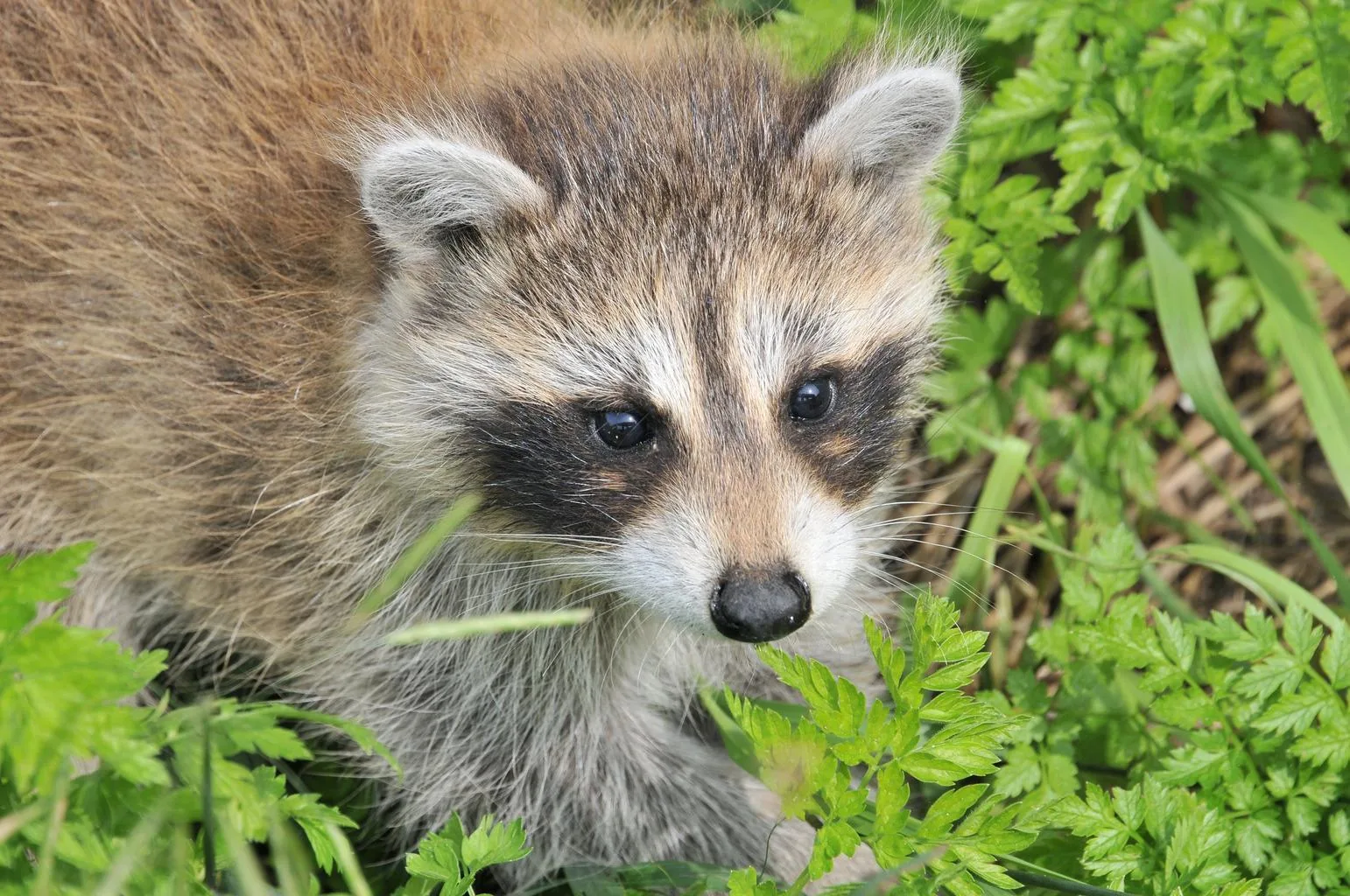 A raccoon kit pressed against its mother's flank in long grass
