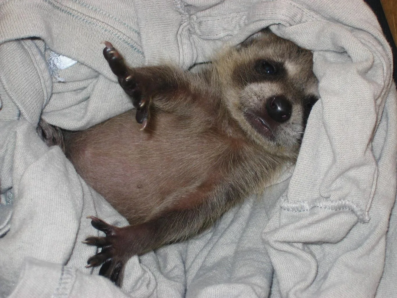 A raccoon kit lying on its back in a fleece blanket