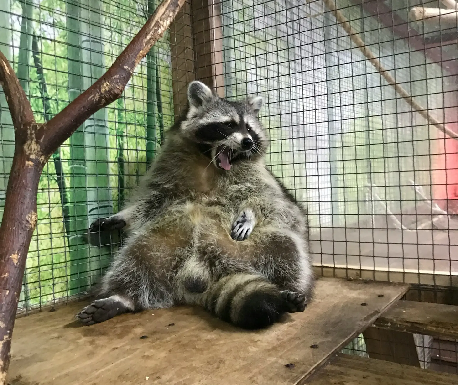 Luna raccoon lying on it's back playfully
