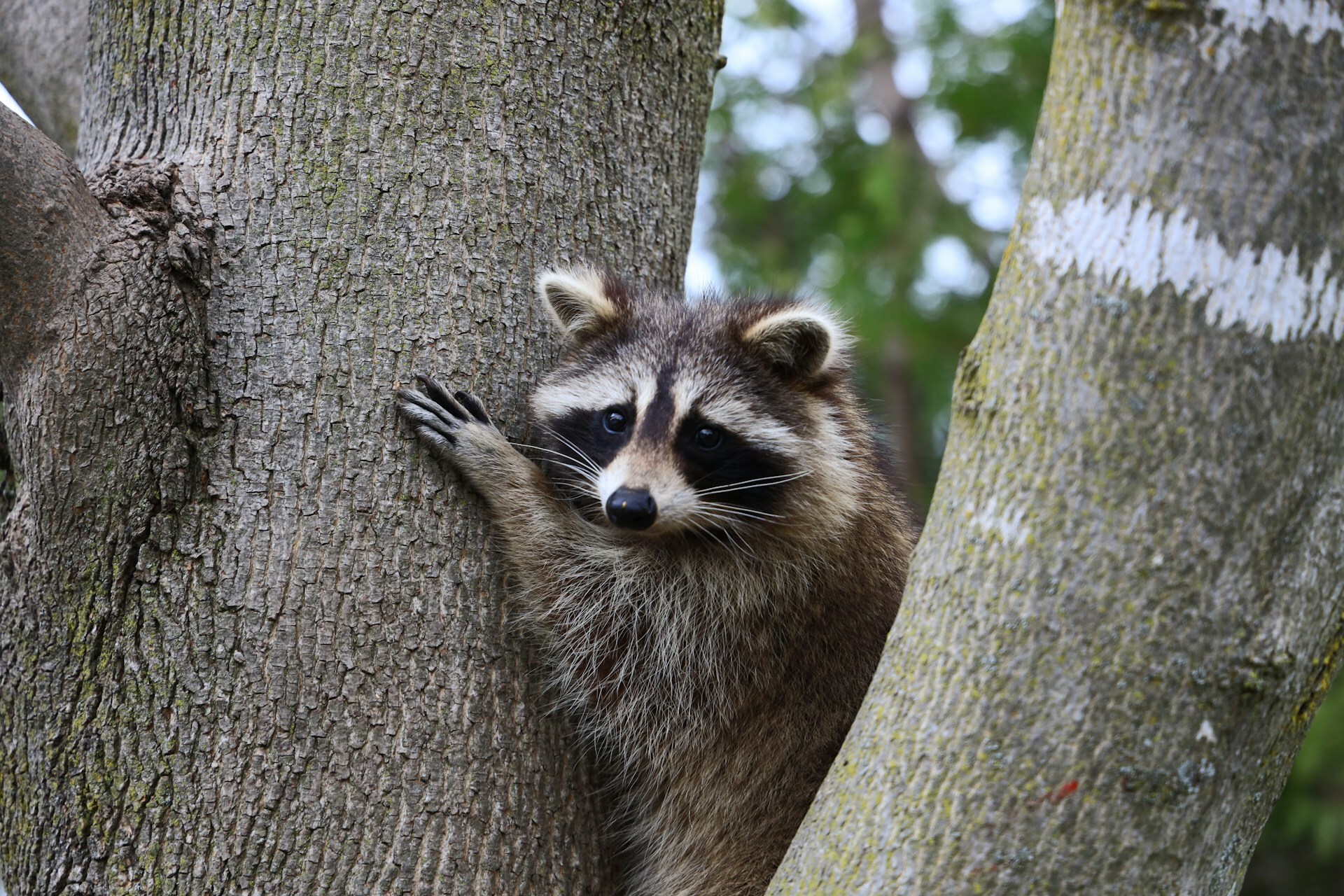 A raccoon climbing a tree