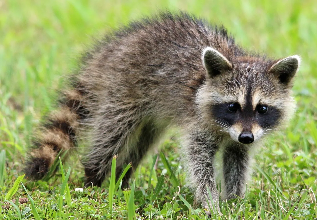 A young raccoon standing in grass, looking at the camera