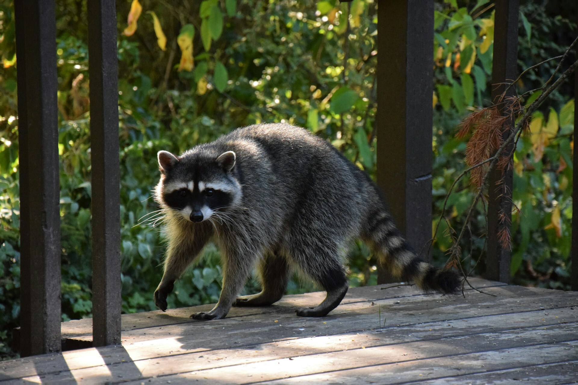 An adult raccoon walking across a wooden deck