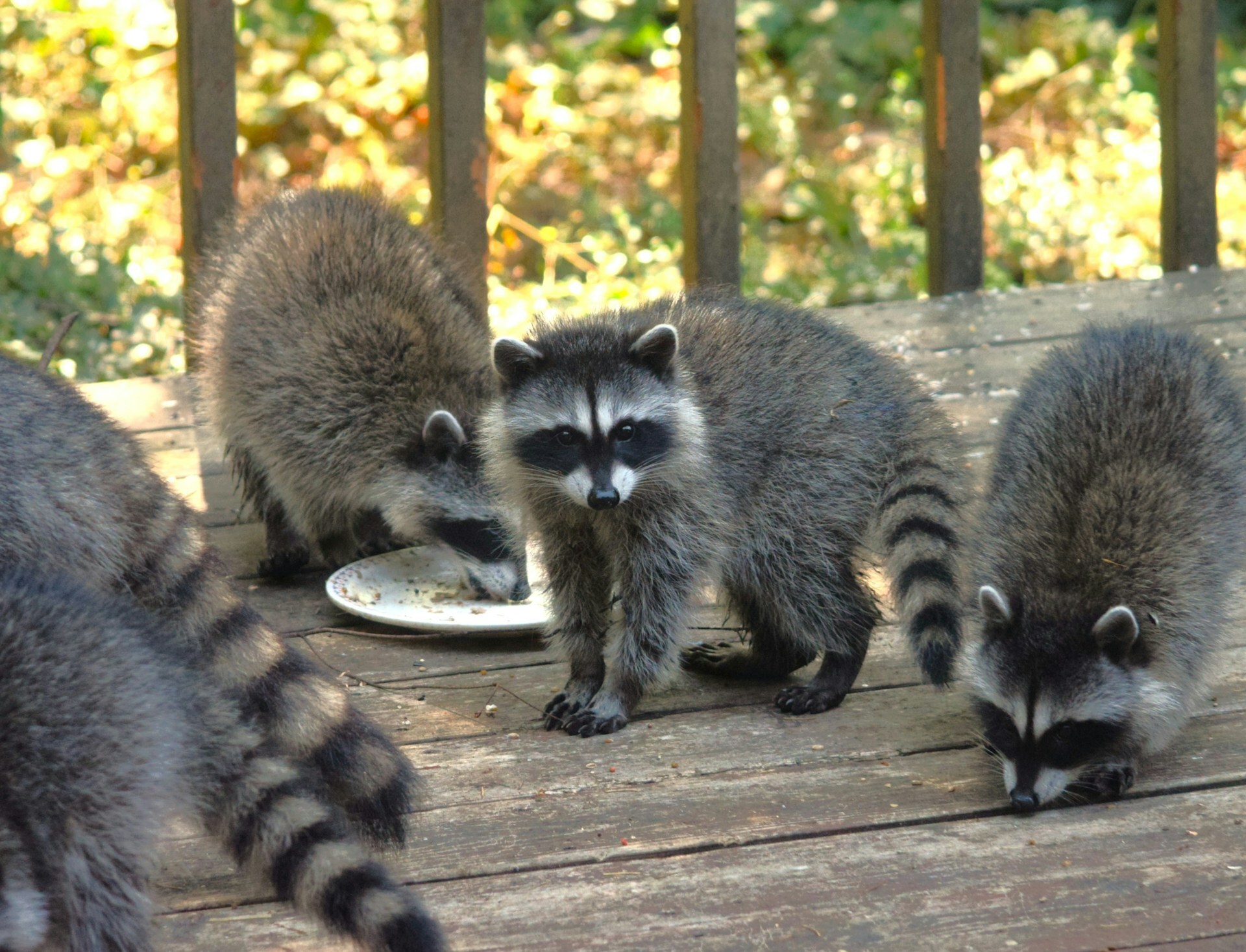 Wildlife rehabilitator caring for a raccoon