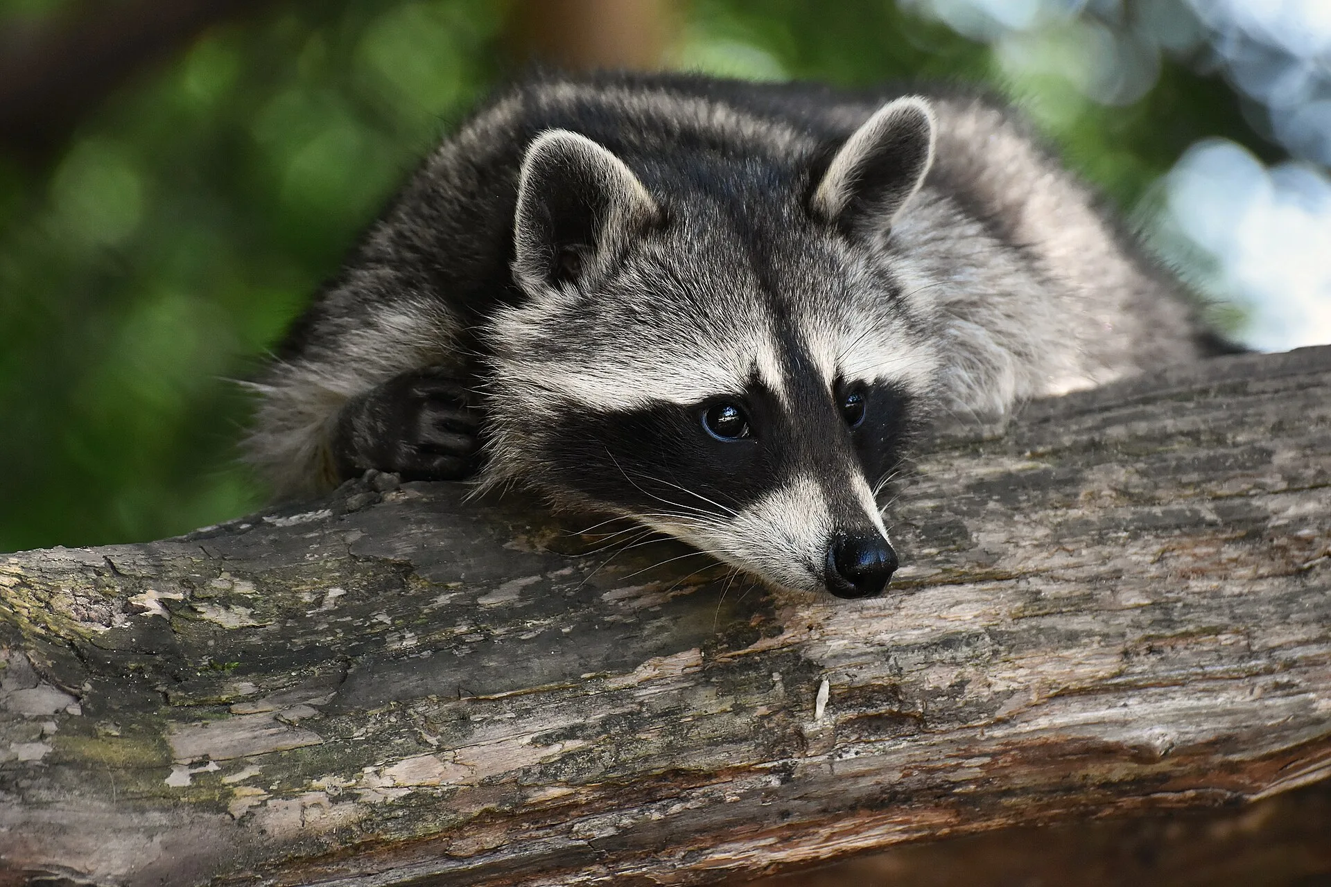 An adult raccoon resting its chin on a fallen log