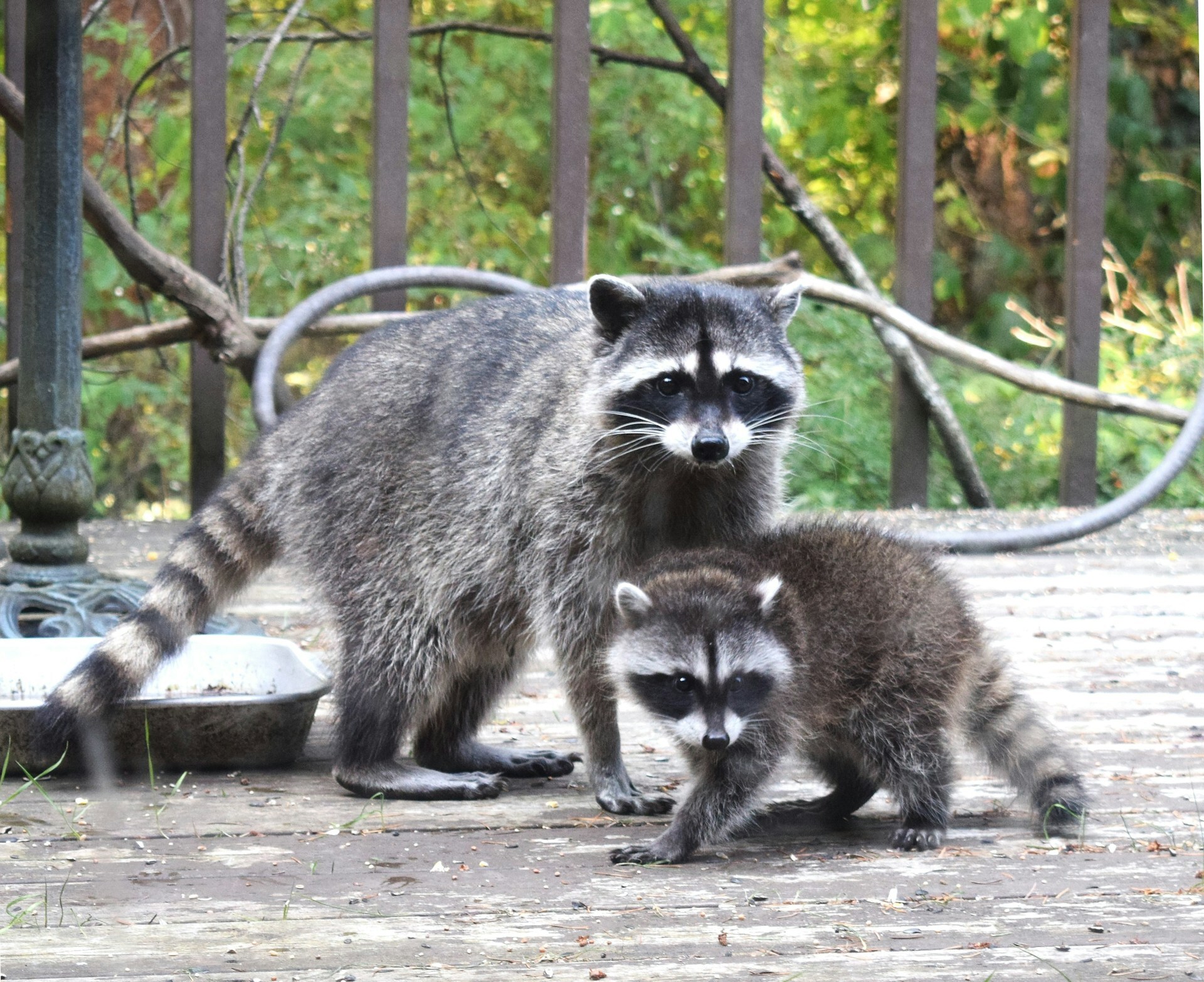 An adult raccoon standing beside a small kit on a wooden deck