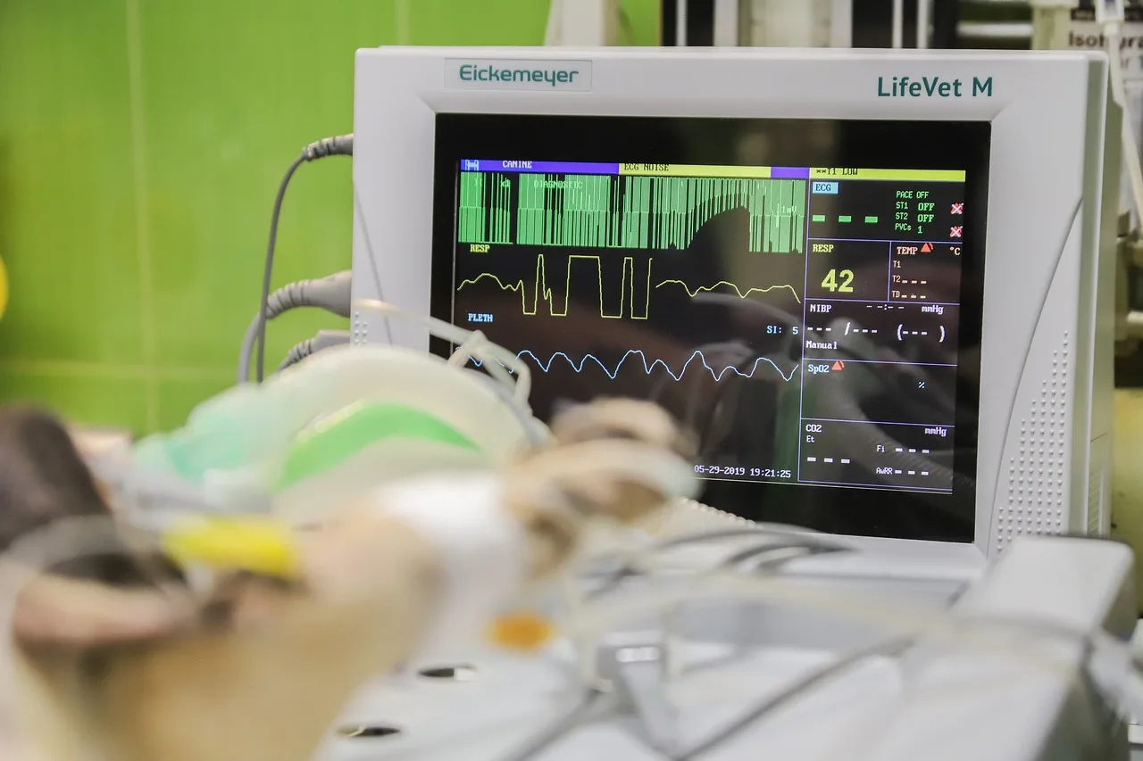 A veterinarian reviewing medical images on a monitor